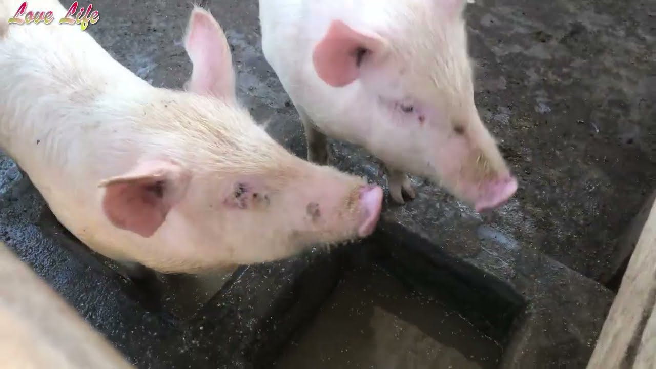 How you can get more meat than fat  from your pigs - Part 3 || Pig Farming in Uganda