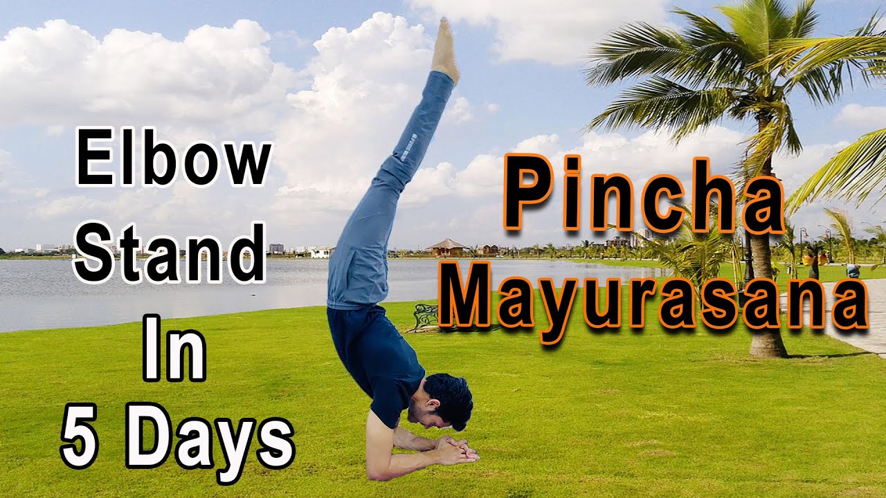 How to do an elbow stand in 5 days | forearm stand | Pinchamayurasana kaise kare ?  kautilya verma