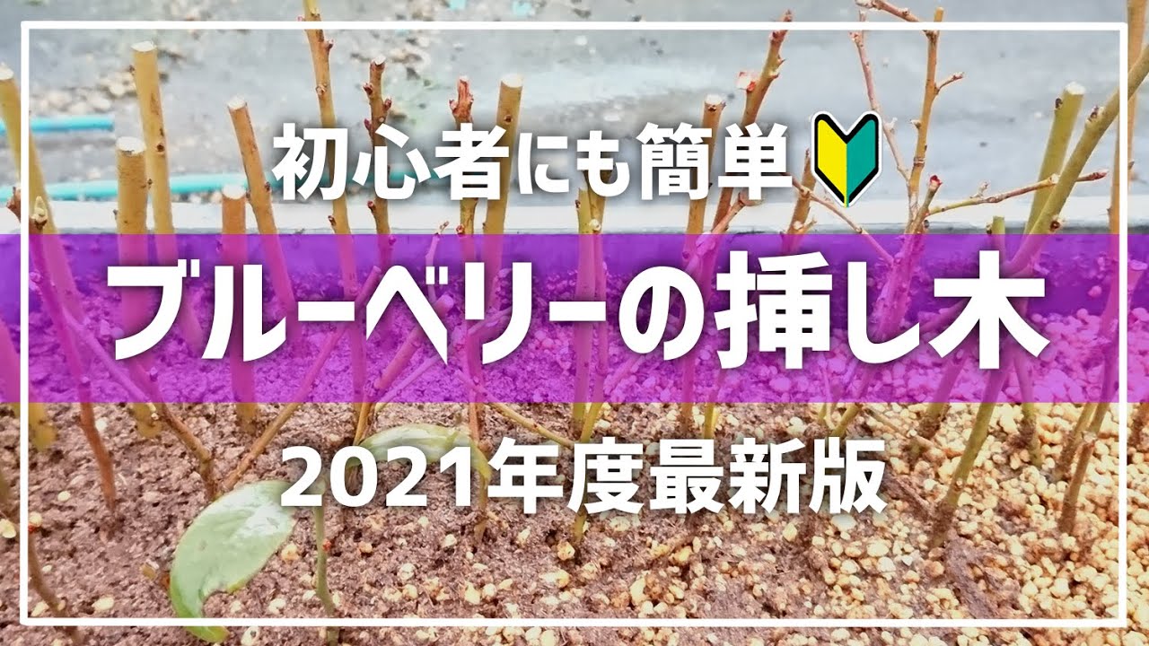 【2021最新版】ブルーベリーの挿し木