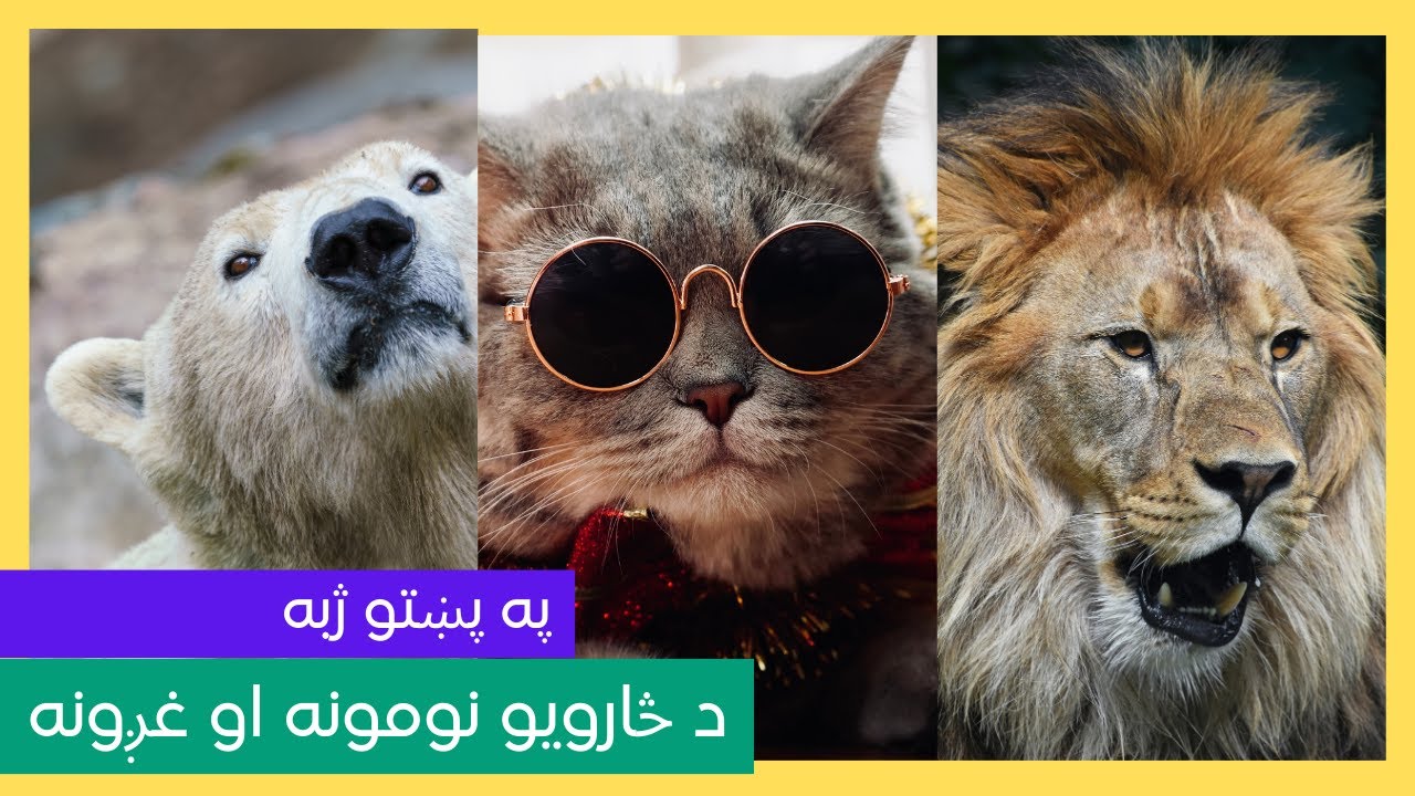 Animal Sounds Names in the Pashto Language for Afghan Pashto Kids Animal Sounds Video Compilation