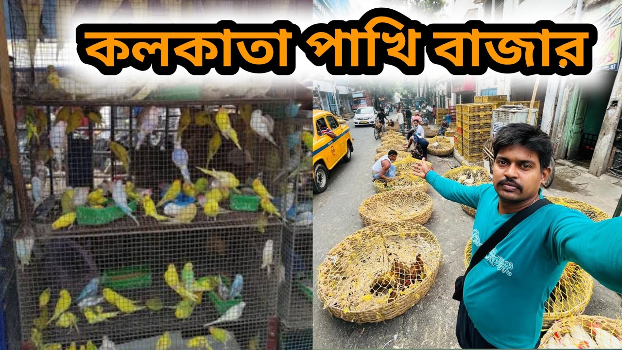 nilganj hat bird market #bird