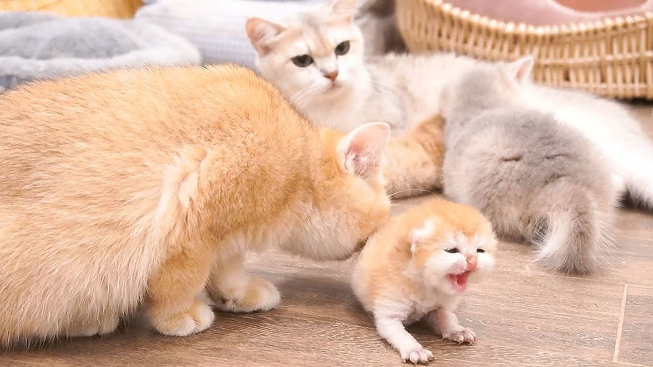 Two kittens are being taken care of by the whole family, the big cat family is happy