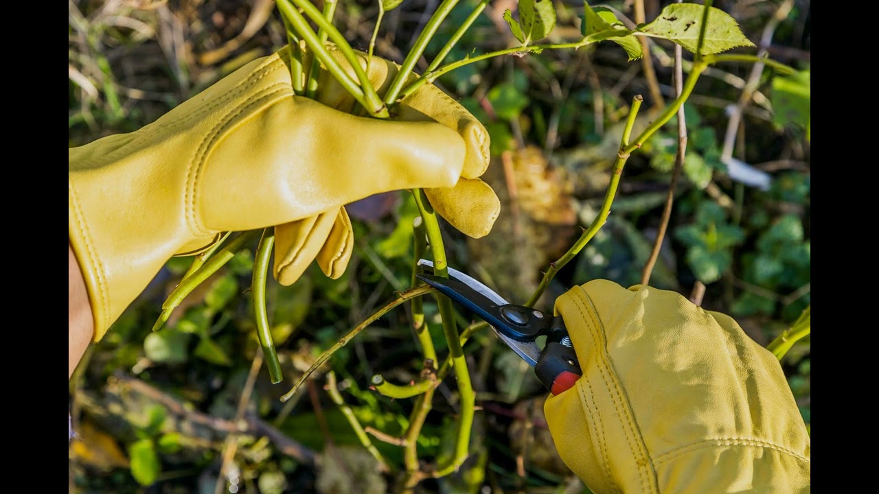Winter Rose Propagation: A Guide to Stronger Blooms Next Season