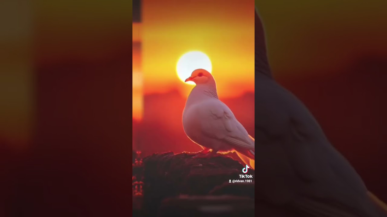 Selahattin Demirtaş yazılmış şiiri cezaevinde yazılmış