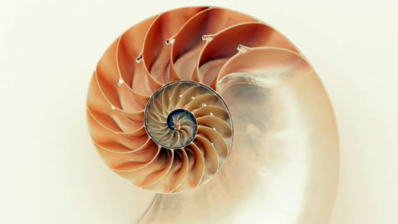 Esistenza di Dio - La sequenza di Fibonacci e la sezione aurea - L'impronta di Dio nella natura
