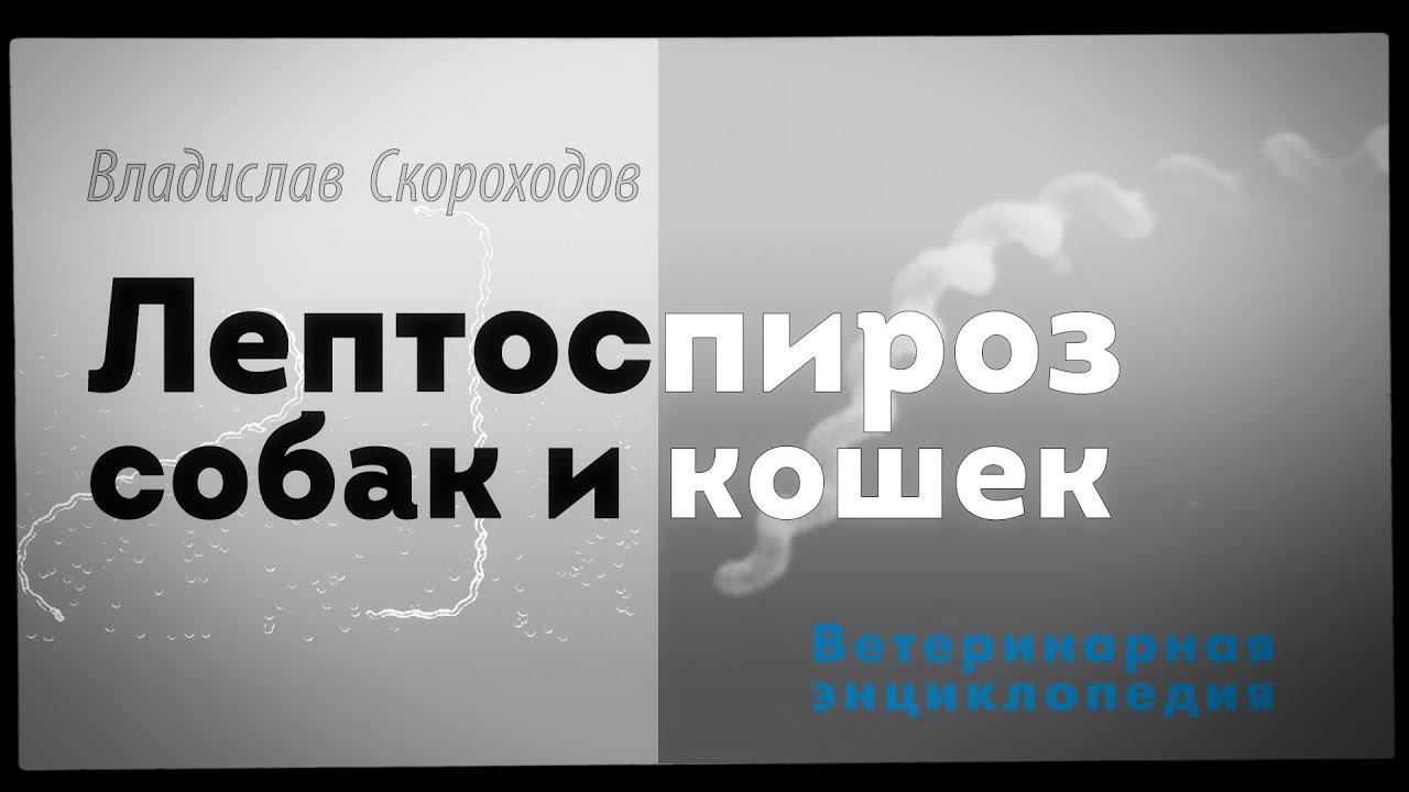 Лептоспироз собак и  кошек