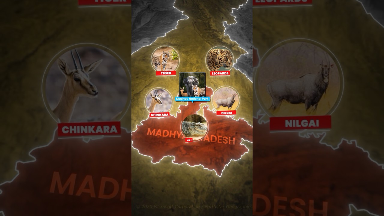 Madhav National Park Becomes India&rsquo;s 58th Tiger Reserve &ndash; A New Sanctuary for Big Cats #upsc #ias