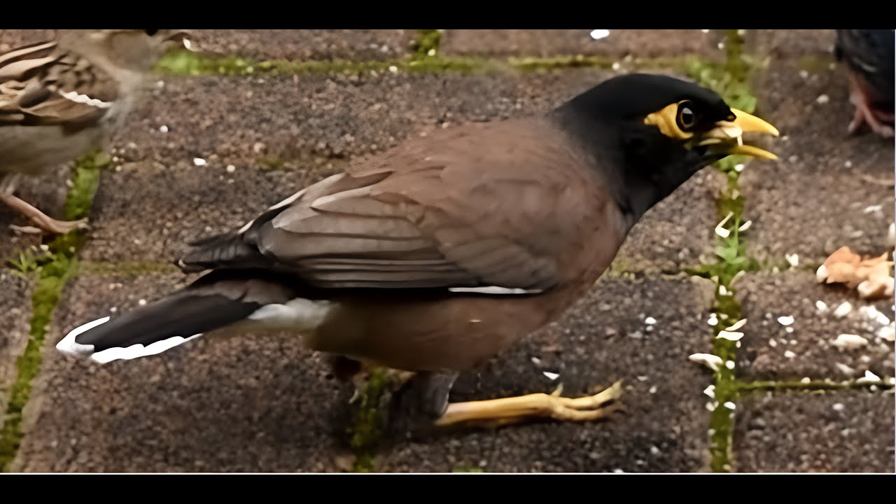 白尾八哥  (爪哇八哥)  二  The Javan myna II