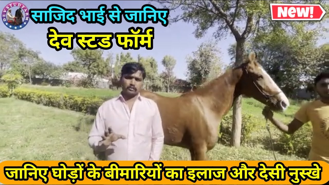 HORSE KI BIMARI KA DESI ILAJ
