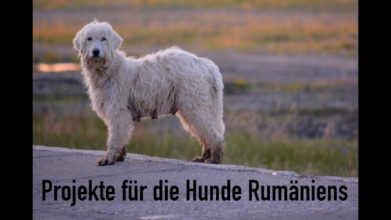 Projekte für die Hunde Rumäniens!!   HD 1080p