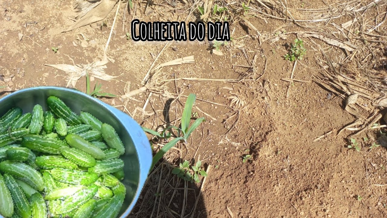 Atualização da nossa rocinha/colhi pepino (picles)