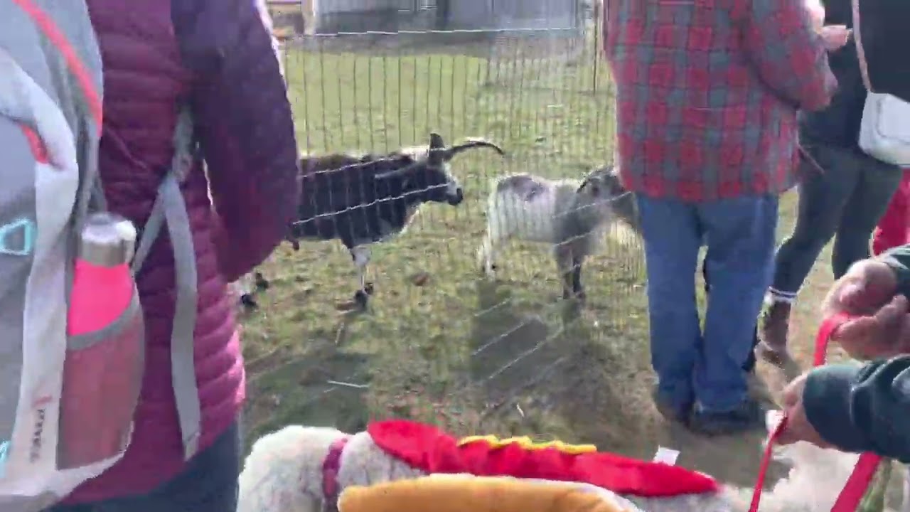 FRANKLIN THE CUTE WESTIE DOG MEETING GOATS AT A FARM