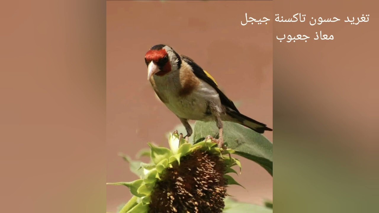 تغريد حسون تاكسنة جيجل.