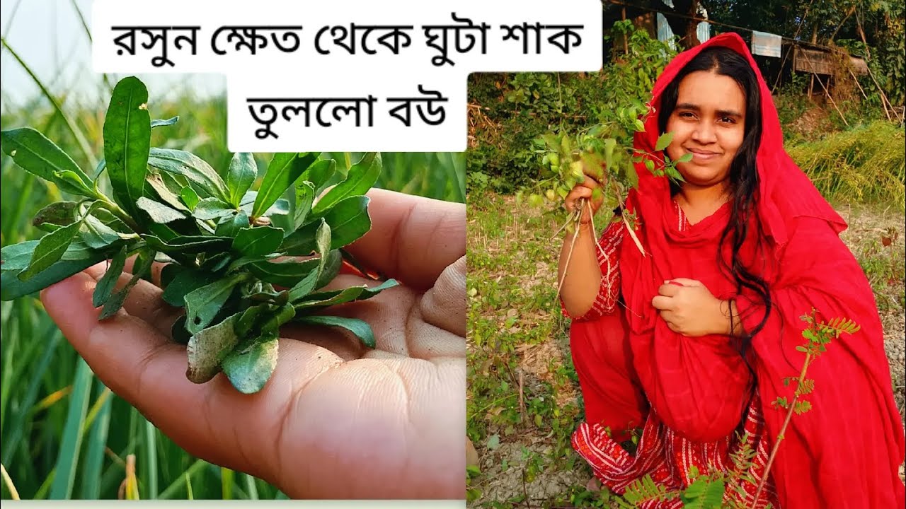 রসুন ক্ষেত থেকে ঘুটা শাক তুললো বউ।