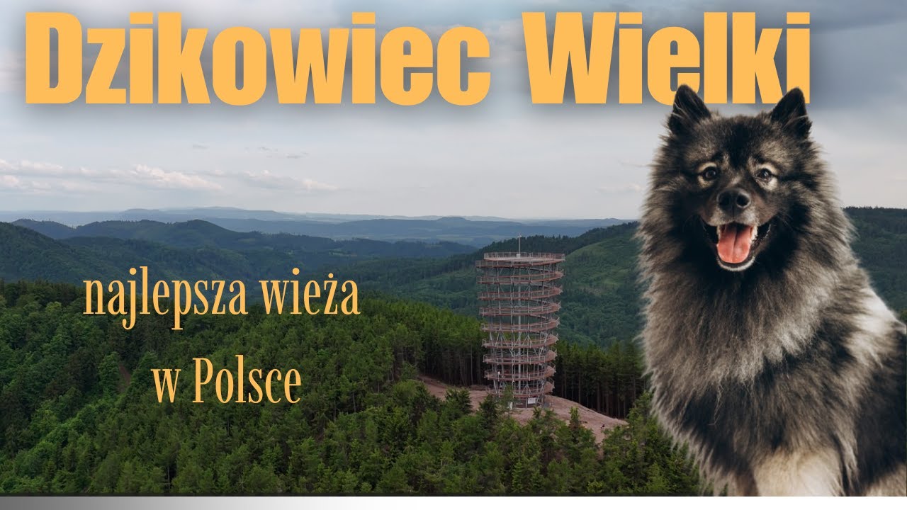Dzikowiec Wielki | G&oacute;ry Kamienne | W g&oacute;ry z psem | Wieża widokowa | DJI