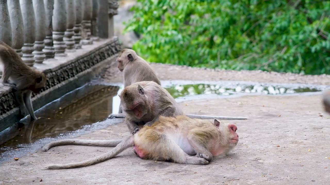 🐒 A Loving Monkey Family – Grooming, Play, and Bonding!