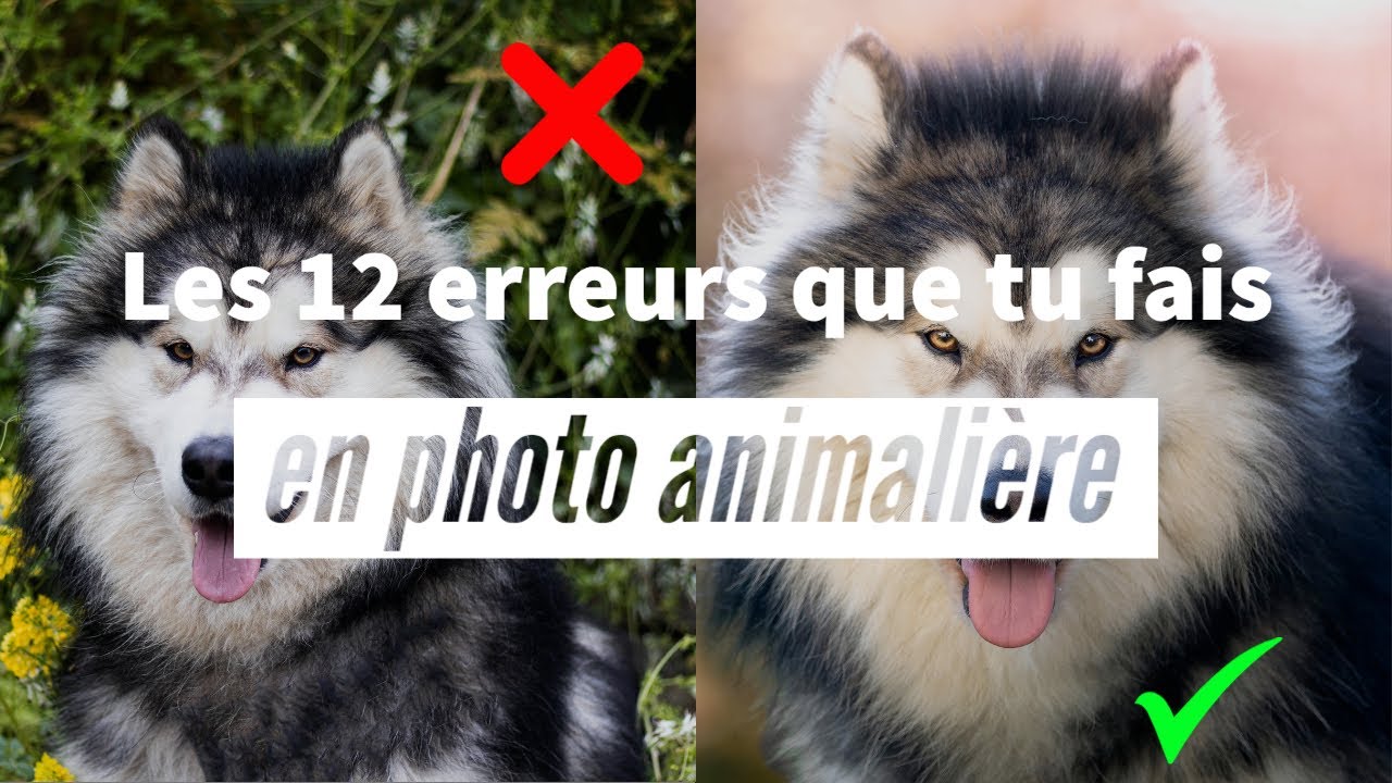 Le top 12 des erreurs en photographie animalière