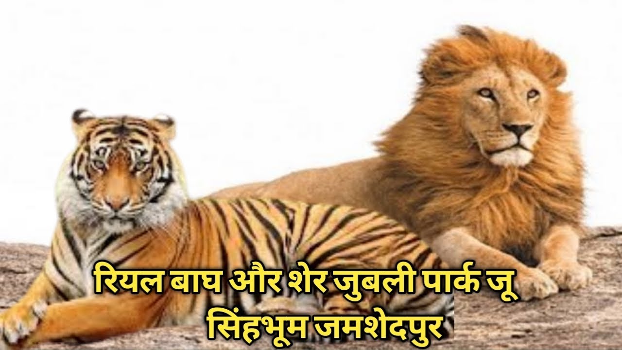 real tiger and lion ।। jooble zoo park।। Singhbhum Jamshedpur Jharkhand