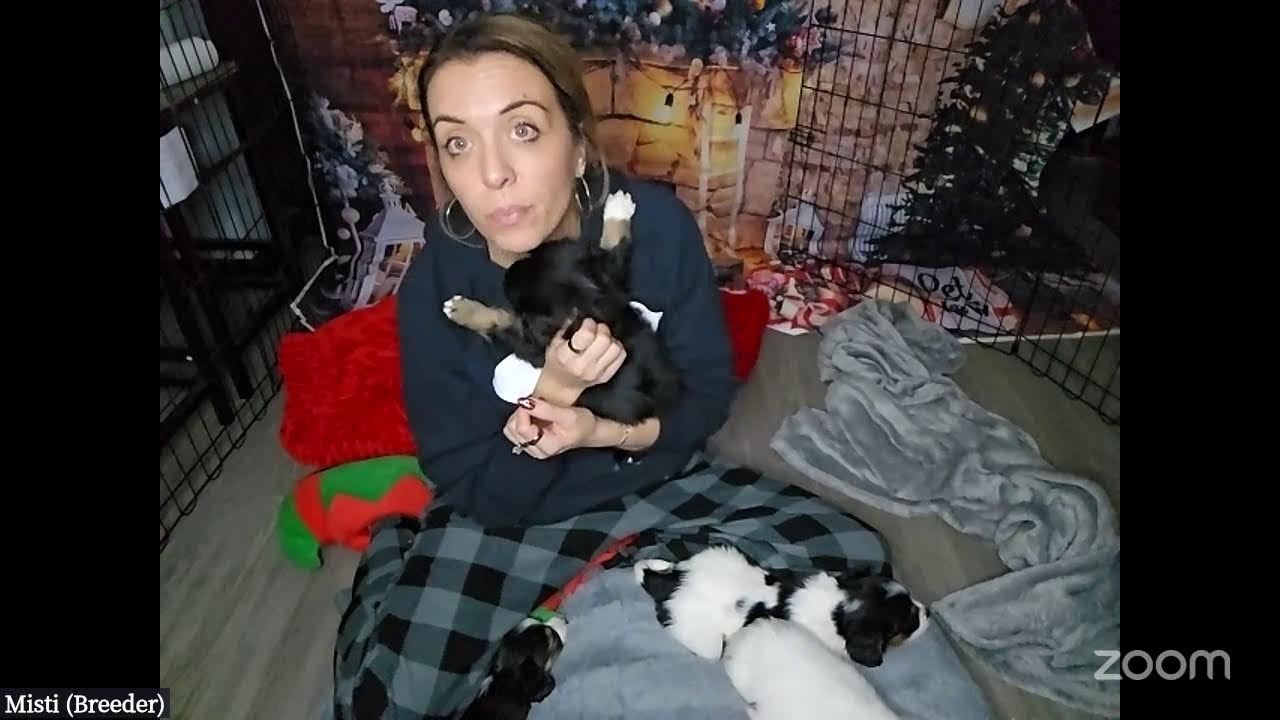 PawradeLIVE with Aussalier Puppies!