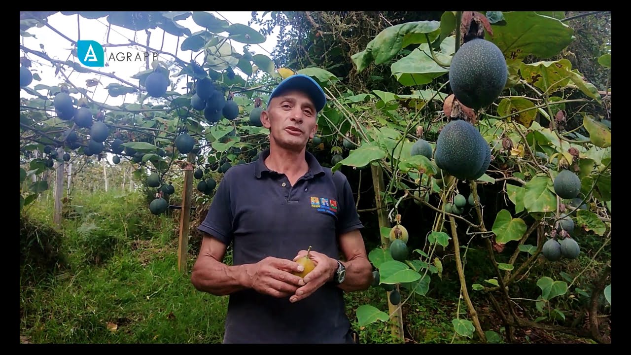 Cultivos de granadilla en Gacheta Cundinamarca, con #AGRAPP