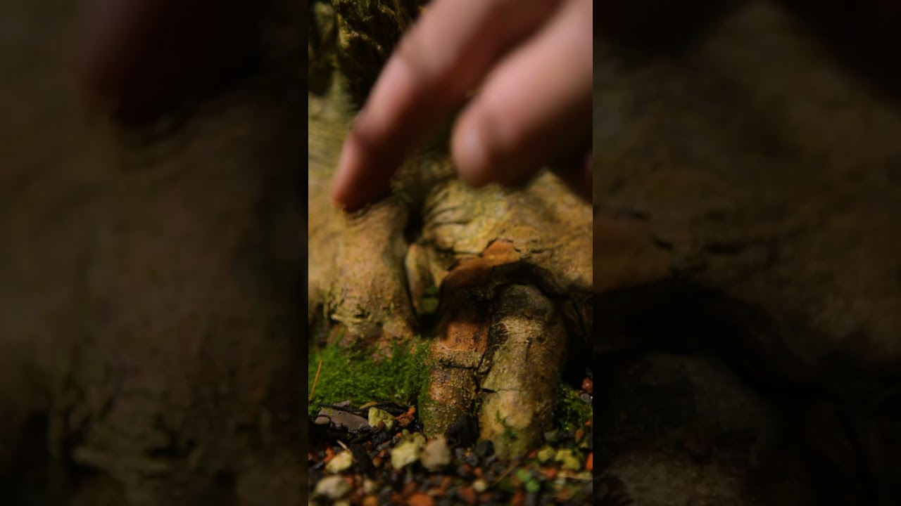Peeling Bark on a Trdent Maple Bonsai