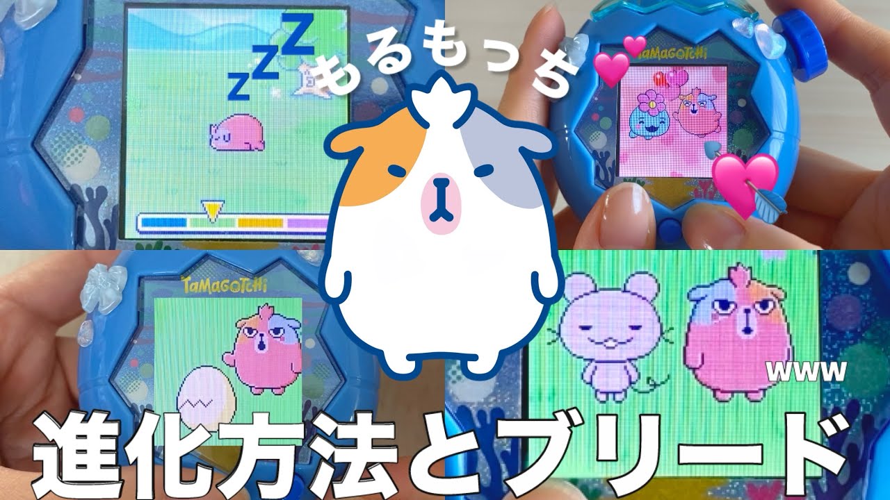 【攻略】もるもっちの進化方法!陸フィールド【たまごっちパラダイス】