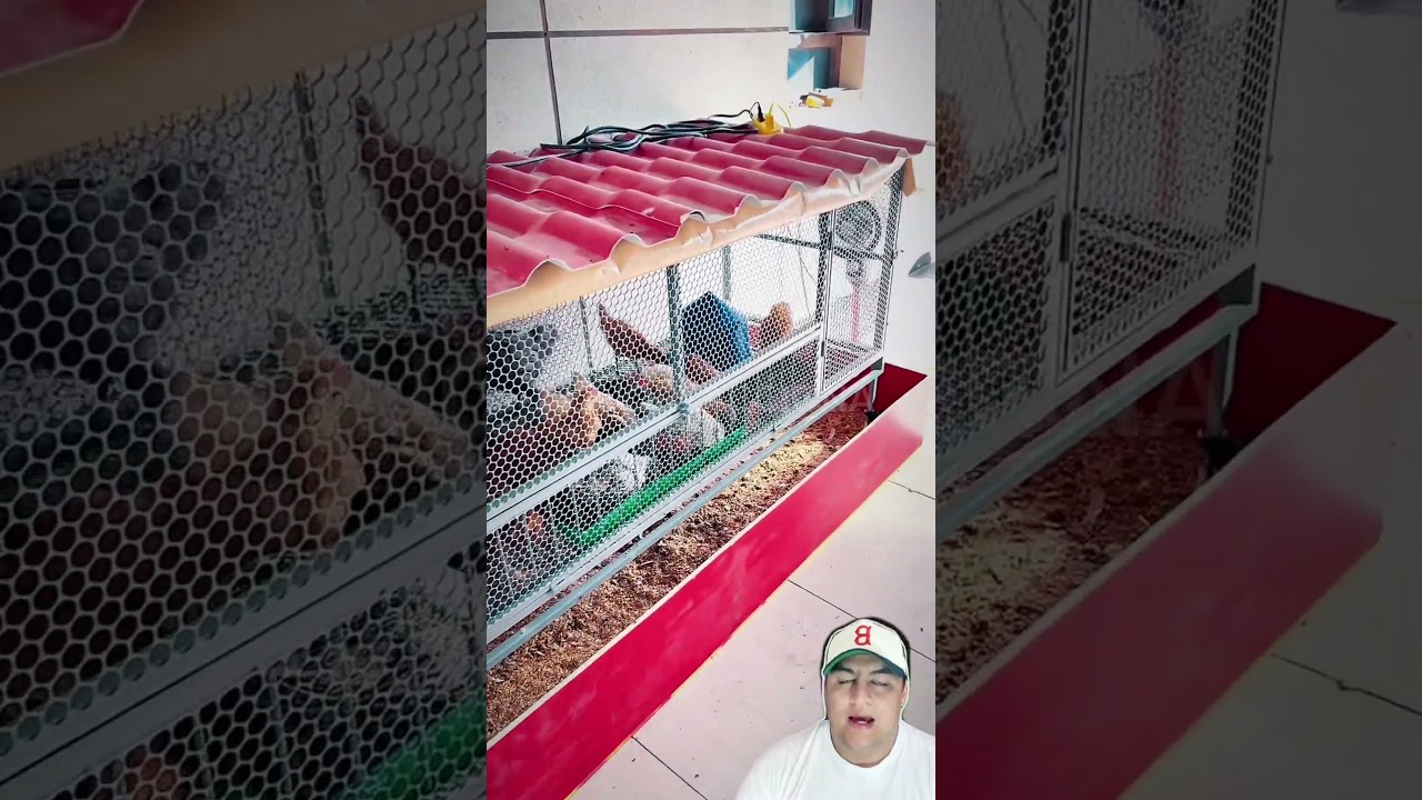 Vagallinero casero, jaula para gallinas, invento para granja, c&oacute;mo criar gallinas f&aacute;cil