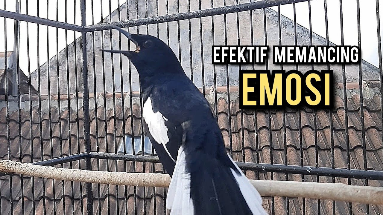 kacer gacor NGEPLONG tarung ini paling ampuh buat PANCINGAN KACER agar EMOSI