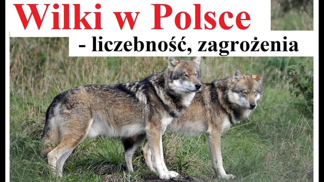 Wilki w Polsce - Liczebność - czy atakują ludzi
