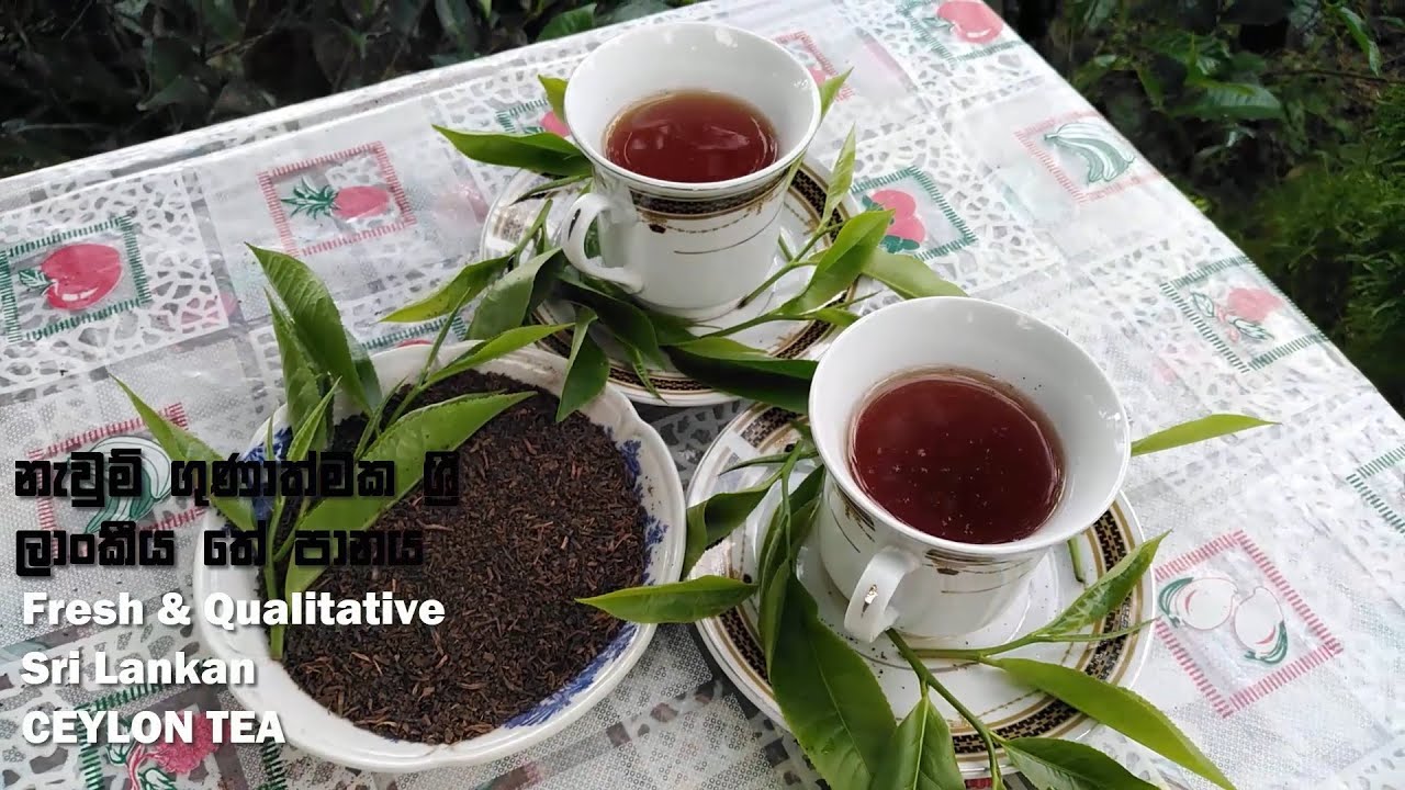 Homemade Ceylon Tea | නැවුම්  තේ කොළ ගෙදරදීම &zwj;| Sri Lanka | #mdtechplus #ceylontea #tea #blacktea