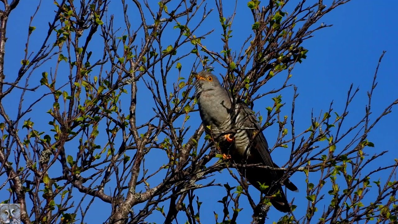Common cuckoo song call,Gj&oslash;k,Обыкновенная кукушка,coucou gris chant,Kuckuck gesang,Koekoek geluid