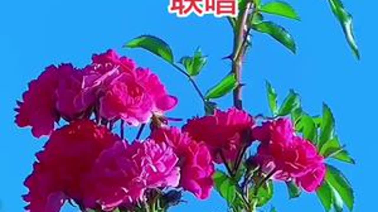 #红叶李 #樱花开了