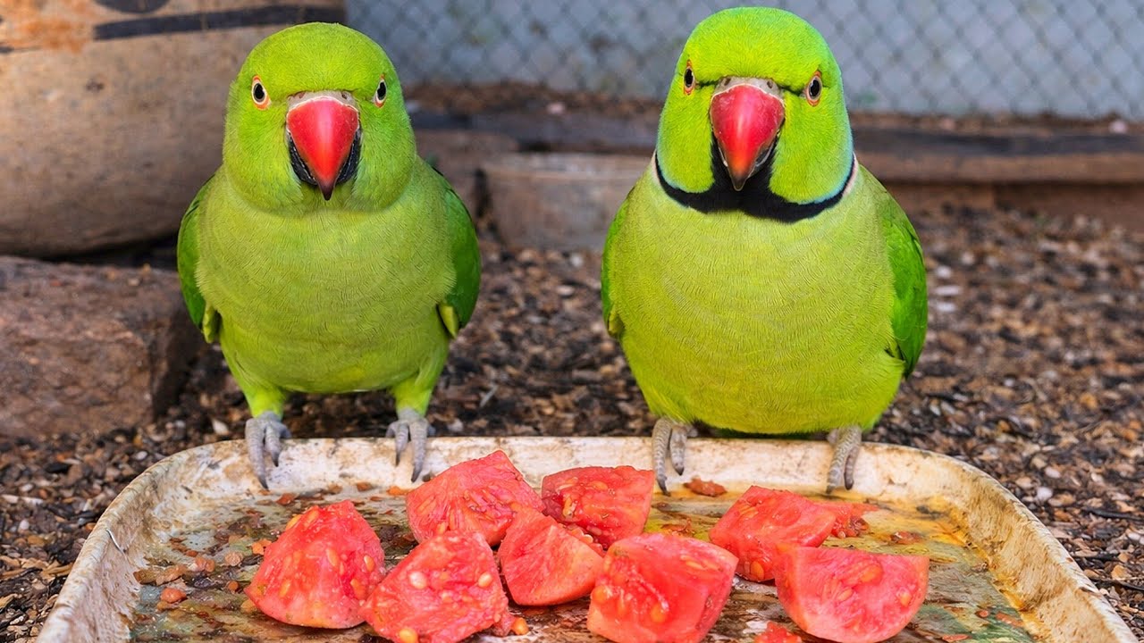 | Hungry PARROTS finally got guava party | Most satisfying parrots eating 