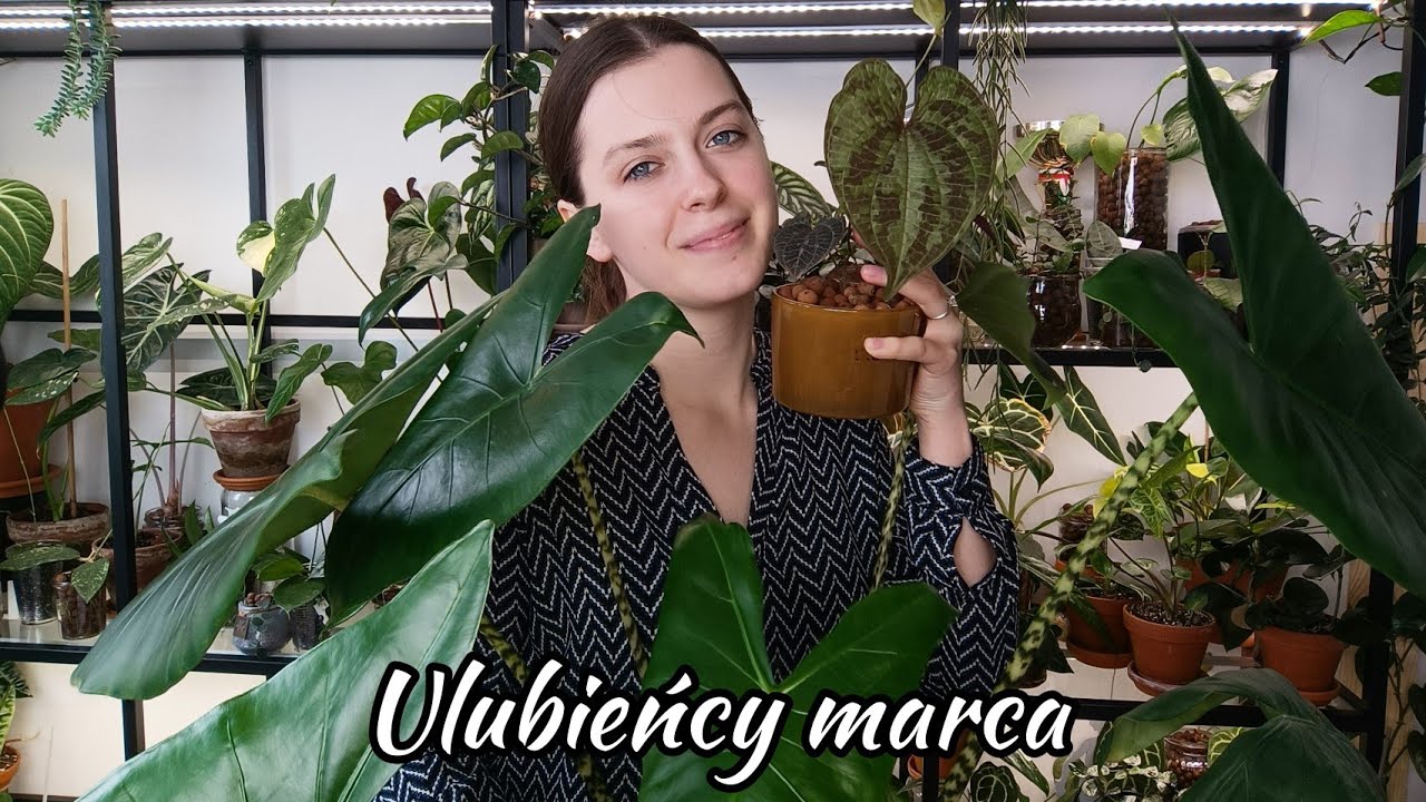 Kto zachwycił początkiem wiosny? | Alocasia, Amydrium, Dioscorea, Philo, Anthurium, Begonia, Hoya 🌱