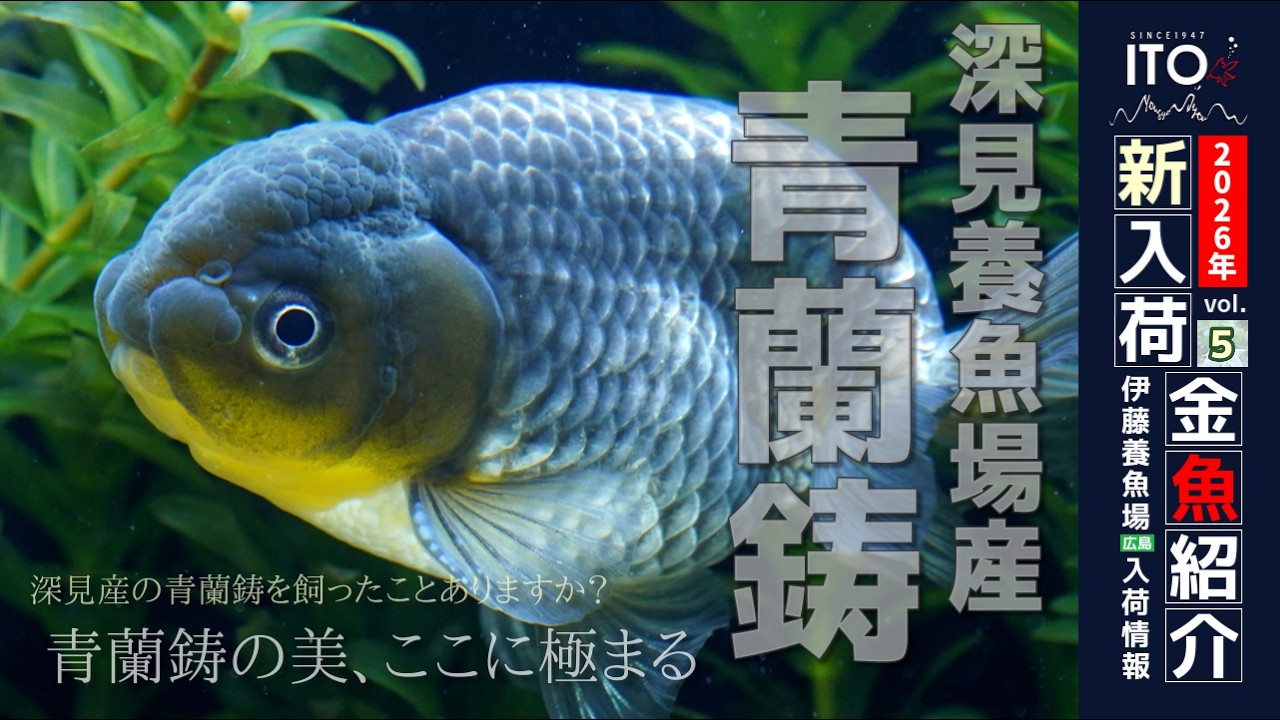 【伊藤養魚場入荷情報2026年vol.５(2026年3月3日)】弥富金魚市場より深見養魚場産の青蘭鋳と加藤氏作のパンダ蝶尾を入荷しました!!