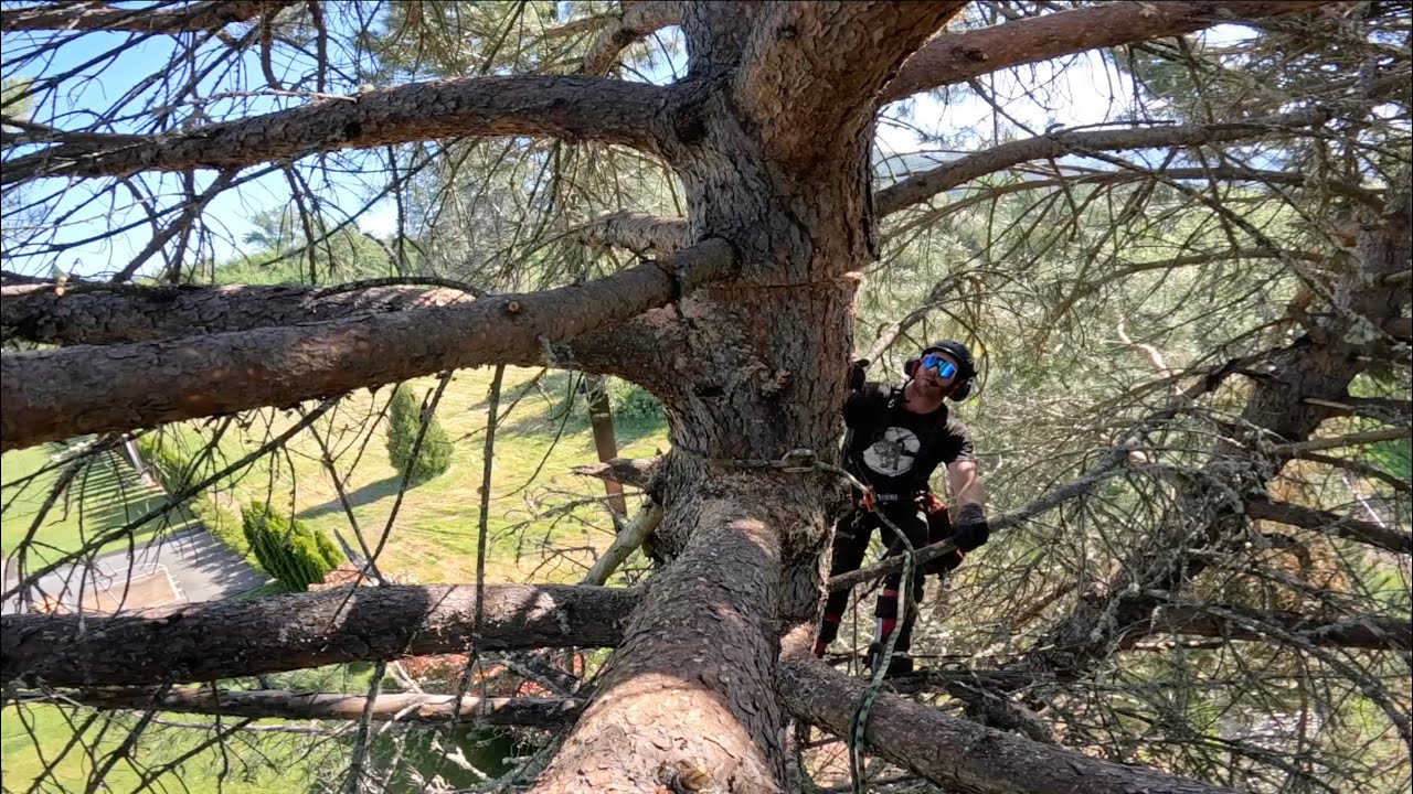 Is it possible to hate a tree?
