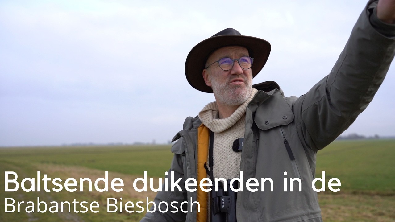 Baltsende duikeenden en meer in de Brabantse Biesbosch #1718