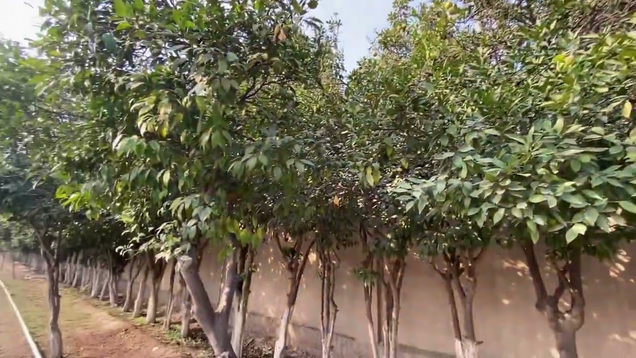 Khyber park of hayatabad phase1 |ladies park|