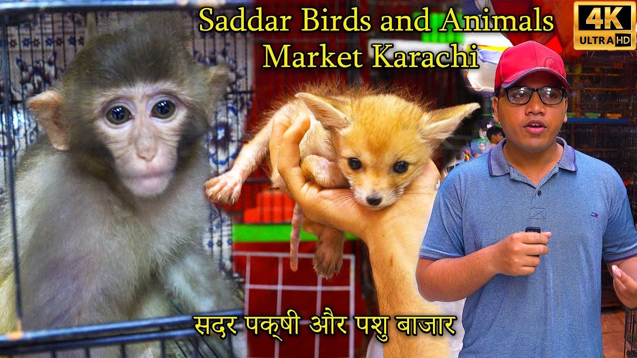 Saddar Exotic Birds and Animals Market Karachi | Unique and rare Parrots | سوق الحيوانات والطيور