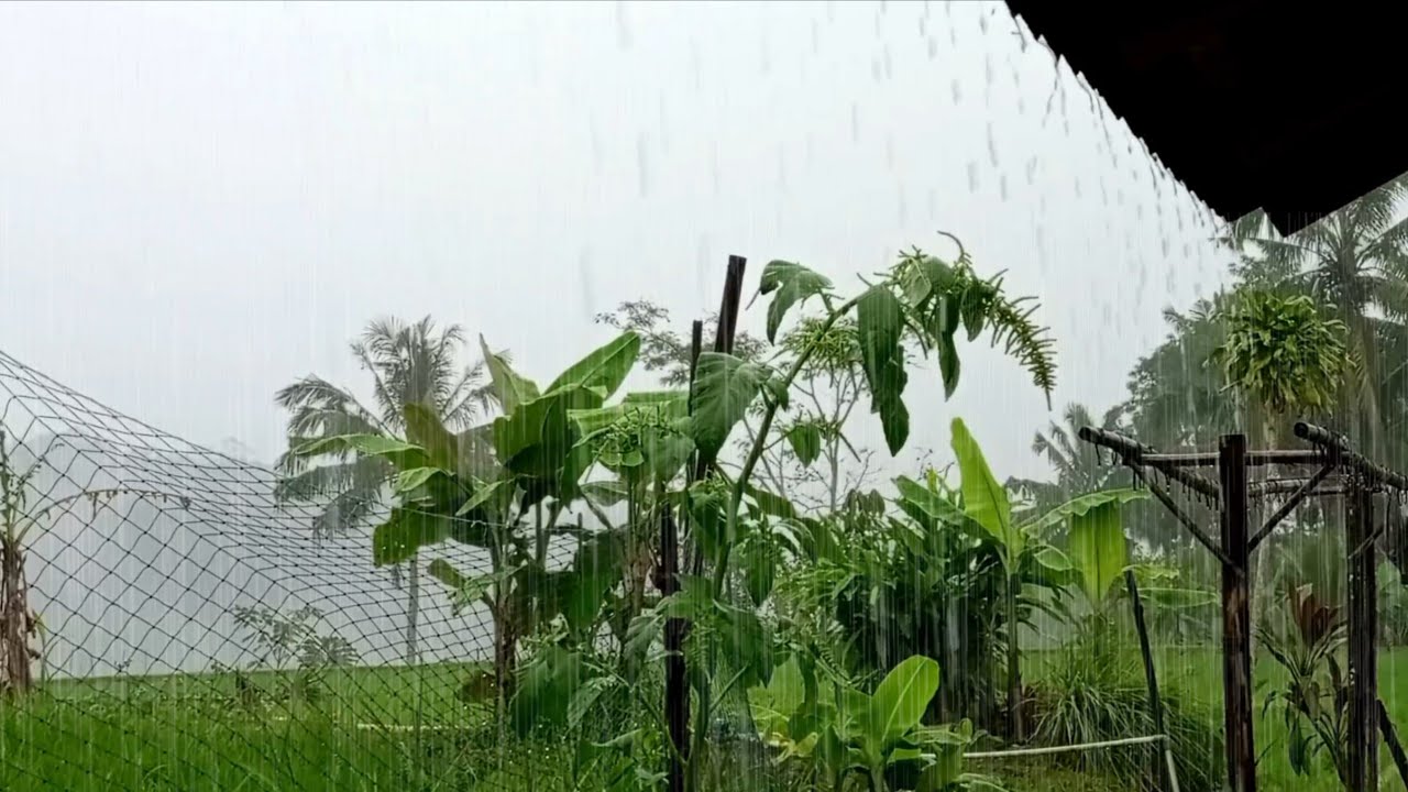 Эстетичный звук сильного дождя 🌧️ Природные звуки успокаивают и доставляют удовольствие от просмотра