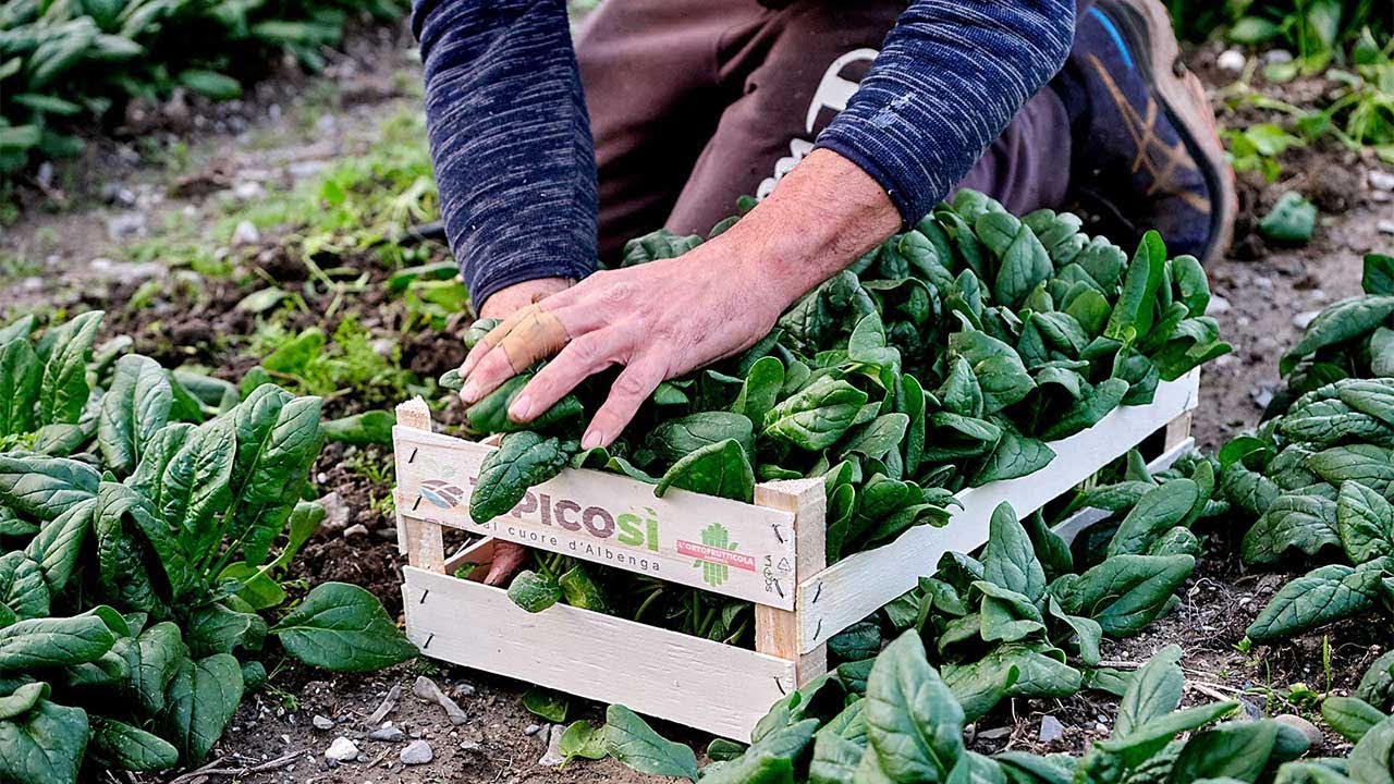 TipicoSì lo Spinacio di Andora #spinaci #TipicoSì #PianaDiAlbenga #verdure #ortaggi