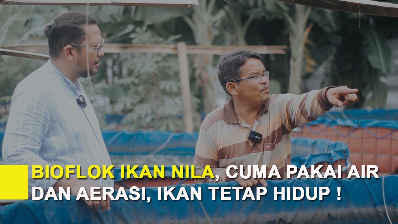 Budidaya Nila di Kota Bekasi Tanpa Probiotik & Molase? Pak Oka Buktikan Bisa Panen!