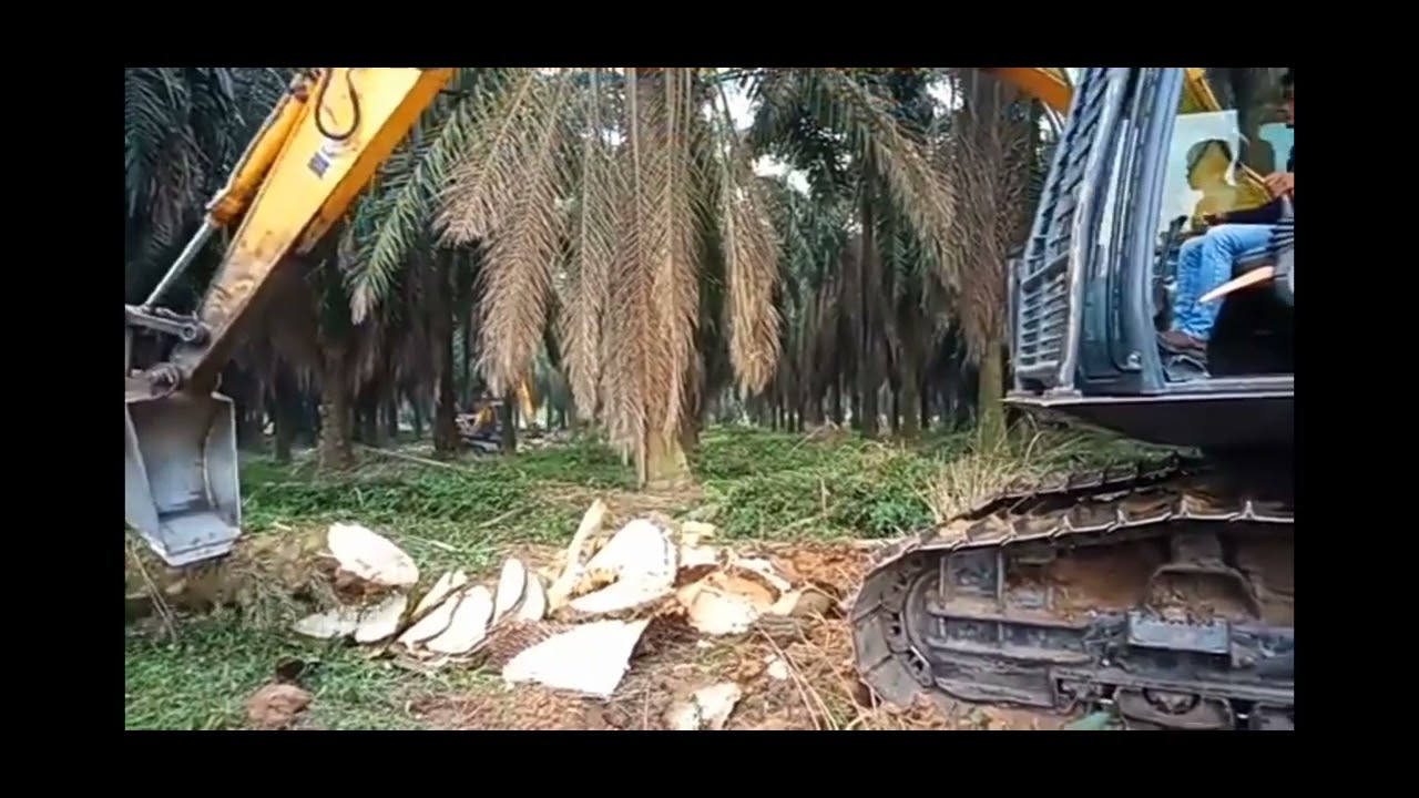 beko memotong ll pohon sawit