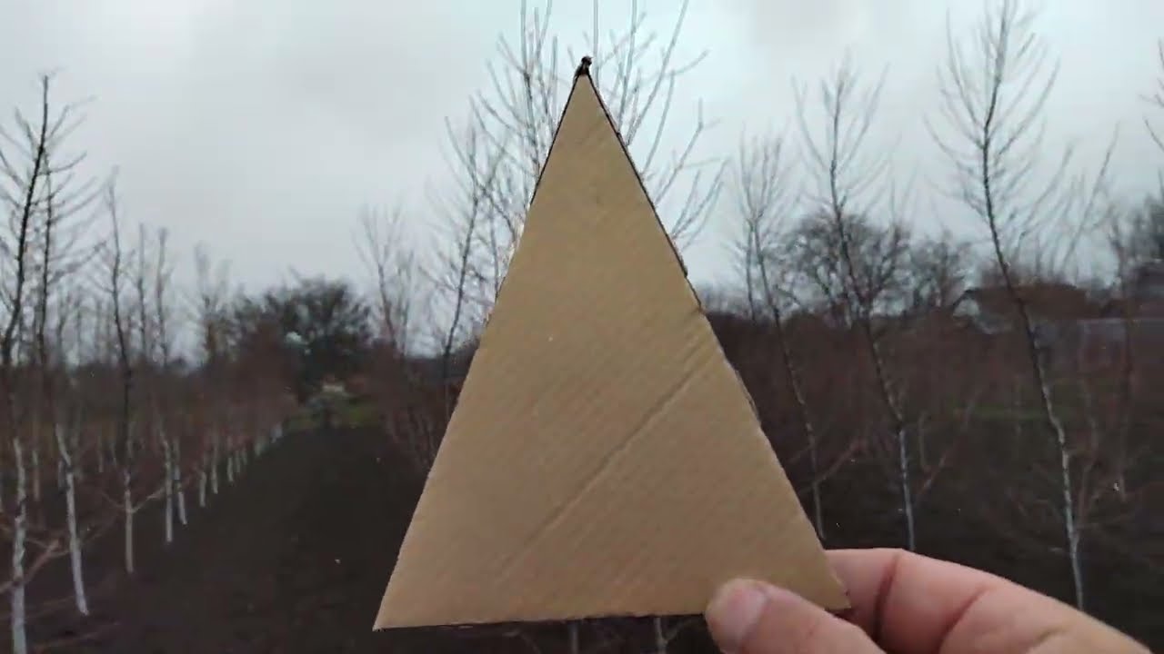 Правильная геометрия кроны путь к урожаю. 