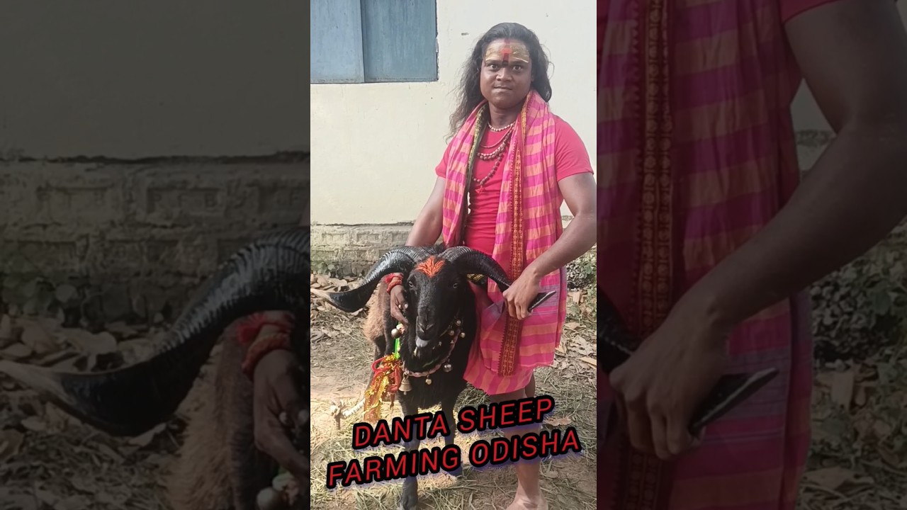 👿😱Black 🖤beauty sheep💫# danta sheep farming India supper qulite tranding sheep youtube shot viral😱🔥