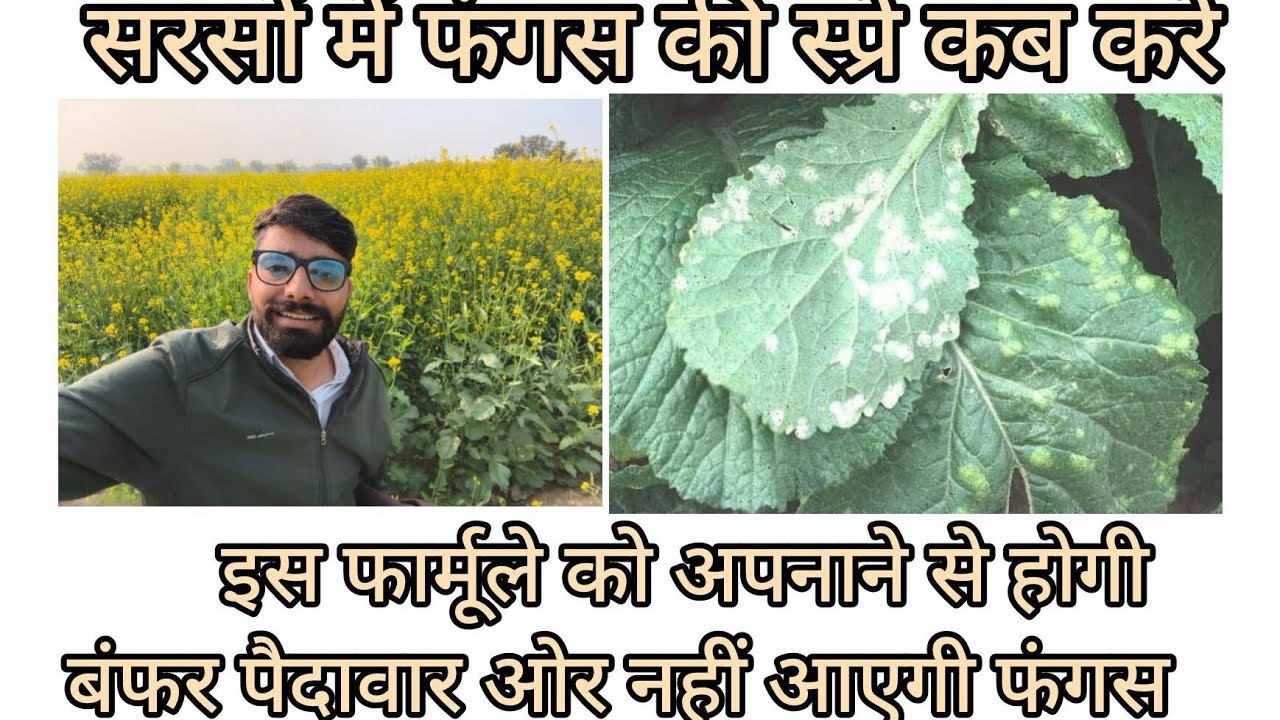 सरसों में तना गलन, सफेद रतुआ, रोग का नियंत्रण कैसे ओर कब करे ,sarso me fungs ka control #farming 