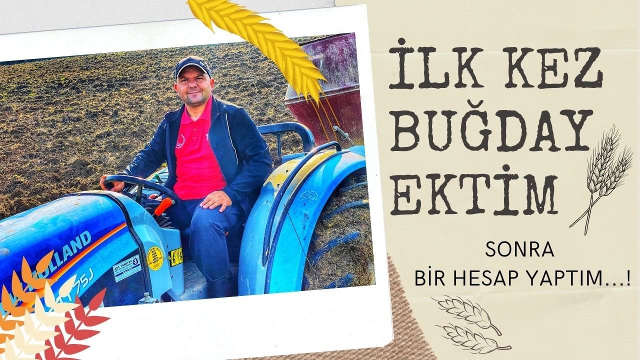 İLK KEZ BUĞDAY EKTİM, SONRA BİR HESAP YAPTIM...!