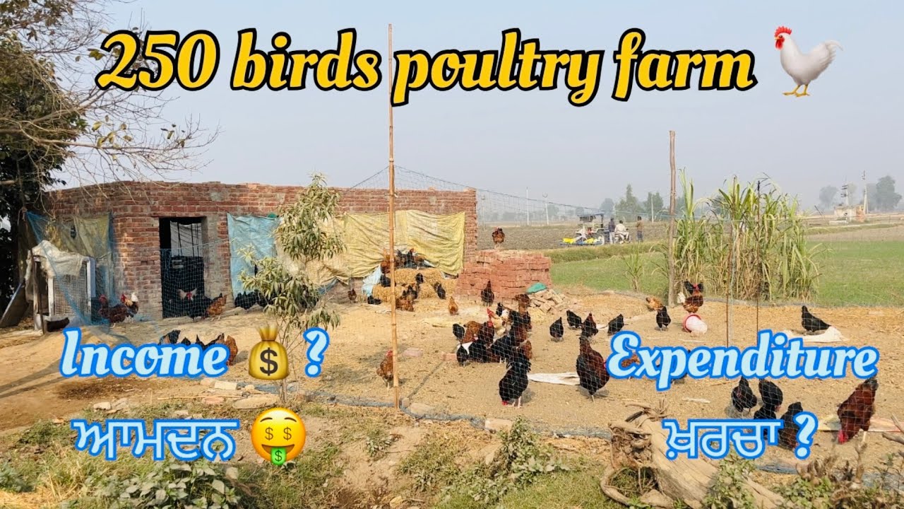 250 ਮੁਰਗੀ ਦਾ ਖ਼ਰਚਾ ਅਤੇ ਕਮਾਈ 🐓. 250 birds income 🤑 and expenditure 💰. Poultry farming. Punjab. 
