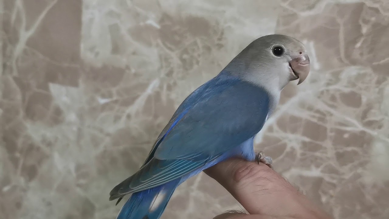 Agapornis roseicollis azul
