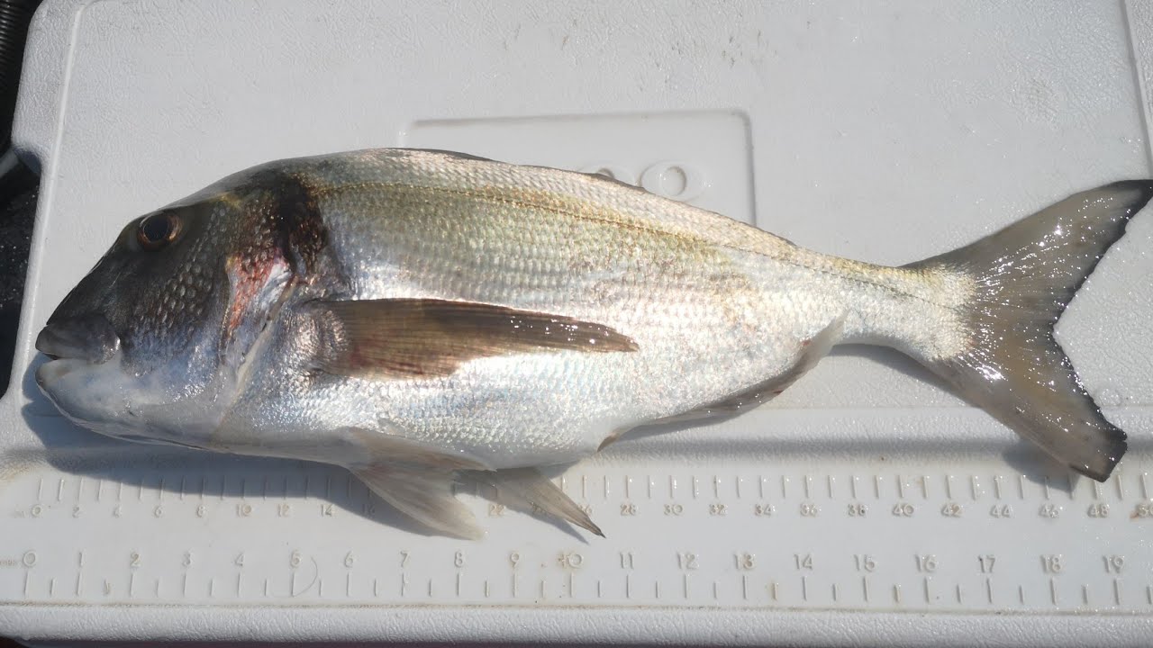 Chasse sous marine, Agachon profond et  grosse dauradeau nemesis sigalsub.